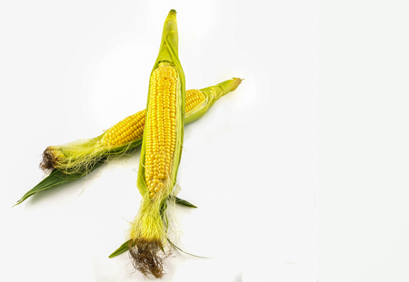 An ear of corn isolated on a white backgroundの写真素材