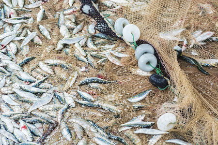 Fish in a fishing netsの写真素材