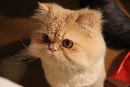 photo frame of petsのeditorial素材