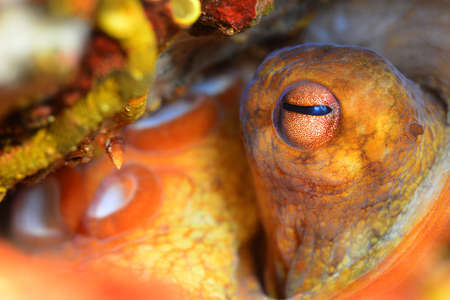 Octopus, Octopus eye. Octopus is camouflaged among the rocks. Octopus vulgaris Cuvier.の写真素材