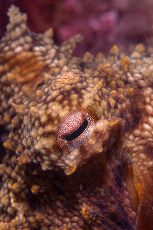 Octopus, Octopus eye. Octopus is camouflaged among the rocks. Octopus vulgaris Cuvier.の写真素材