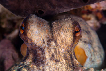 Octopus, Octopus eye. Octopus is camouflaged among the rocks. Octopus vulgaris Cuvier.の写真素材