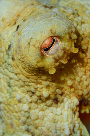 Octopus, Octopus eye. Octopus is camouflaged among the rocks. Octopus vulgaris Cuvier.の写真素材