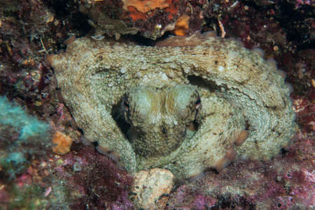 Octopus, Octopus eye. Octopus is camouflaged among the rocks. Octopus vulgaris Cuvier.の写真素材