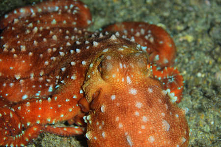 Octopus, Octopus eye. Octopus is camouflaged among the rocks. Octopus vulgaris Cuvier.の写真素材