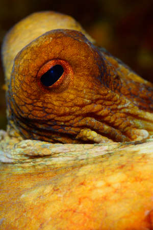 Octopus, Octopus eye. Octopus is camouflaged among the rocks. Octopus vulgaris Cuvier.の写真素材