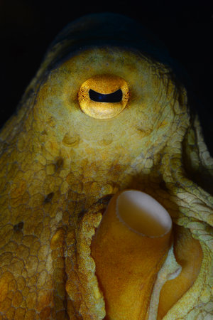 Octopus, Octopus eye. Octopus is camouflaged among the rocks. Octopus vulgaris Cuvier.の写真素材