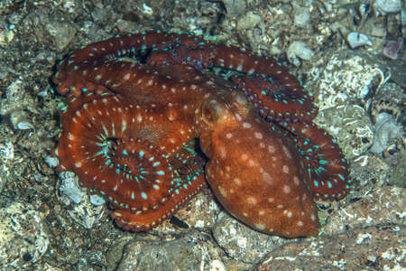 Octopus, Octopus eye. Octopus is camouflaged among the rocks. Octopus vulgaris Cuvier.の写真素材