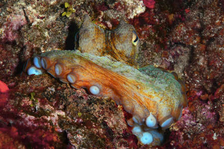 Octopus, Octopus eye. Octopus is camouflaged among the rocks. Octopus vulgaris Cuvier.の写真素材