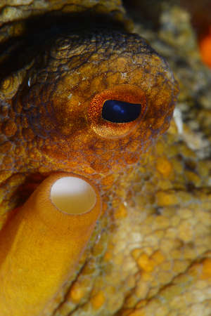 Octopus, Octopus eye. Octopus is camouflaged among the rocks. Octopus vulgaris Cuvier.の写真素材