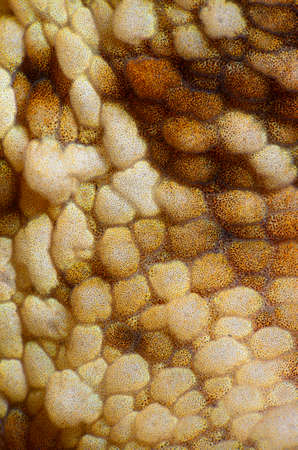 Octopus, Octopus eye. Octopus is camouflaged among the rocks. Octopus vulgaris Cuvier.の写真素材