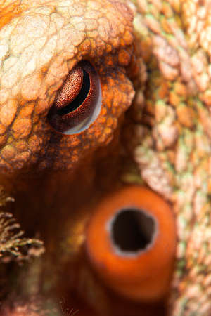 Octopus, Octopus eye. Octopus is camouflaged among the rocks. Octopus vulgaris Cuvier.の写真素材