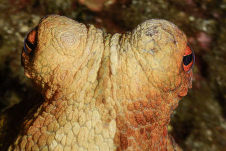 Octopus, Octopus eye. Octopus is camouflaged among the rocks. Octopus vulgaris Cuvier.の写真素材