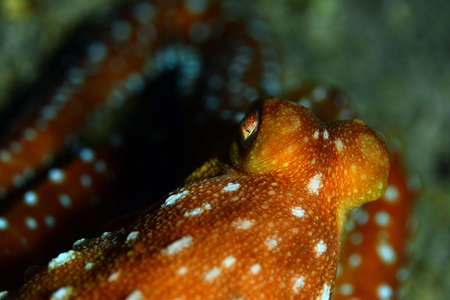 Octopus, Octopus eye. Octopus is camouflaged among the rocks. Octopus vulgaris Cuvier.の写真素材