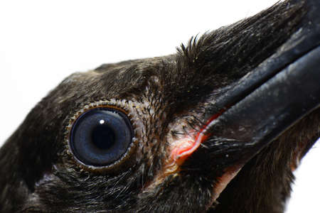 Carrion Crow (Corvus corone) black bird close upの写真素材