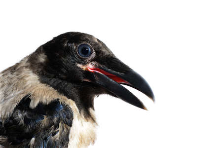 Carrion Crow (Corvus corone) black bird close upの写真素材