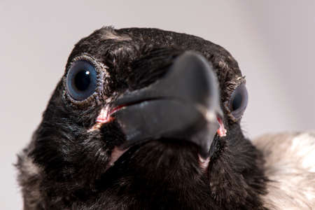 Carrion Crow (Corvus corone) black bird close up