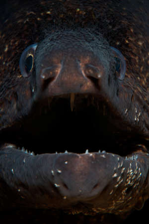 Mediterranean moray (Muraena helena), Saint Helena moray.