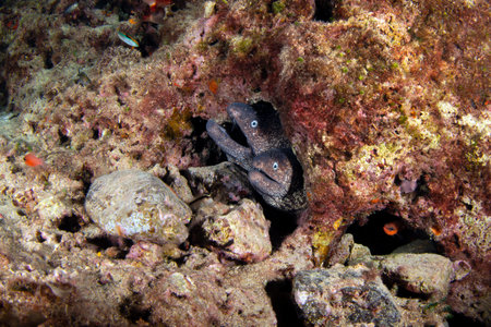 Mediterranean moray (Muraena helena), Saint Helena moray.