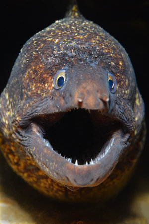 Mediterranean moray (Muraena helena), Saint Helena moray.の写真素材