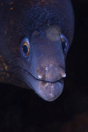 Mediterranean moray (Muraena helena), Saint Helena moray.の写真素材