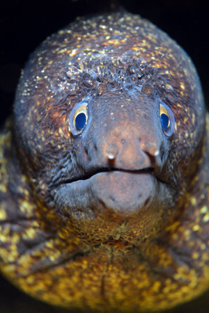 Mediterranean moray (Muraena helena), Saint Helena moray.の写真素材