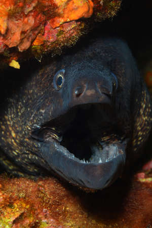 Mediterranean moray (Muraena helena), Saint Helena moray.の写真素材