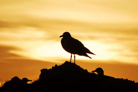 Sunset seagull silhouette on sunset water sky horizon landscape. Åile, Ä°stanbul.の写真素材