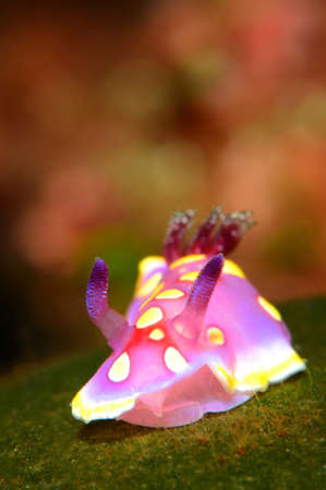 Nudibranch on dark background (Felimidia luteorosea) Ãanakkale, Turkey.の写真素材