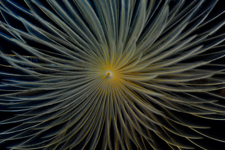 Sabella spallanzanii.の写真素材