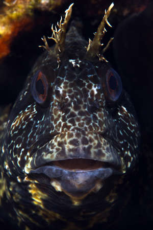 Tompot blenny (Parablennius gattorugine)の写真素材