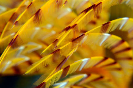 Sabella spallanzanii.