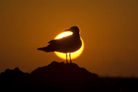 Sunset seagull silhouette on sunset water sky horizon landscape. Åile, Ä°stanbul.の写真素材
