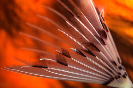 Sabella spallanzanii.の写真素材