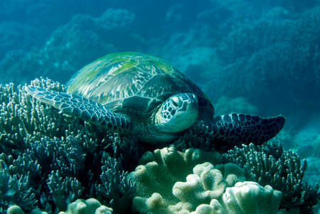 Green Sea Turtle resting on a coral. Underwater image taken scuba diving in Philippines.の写真素材