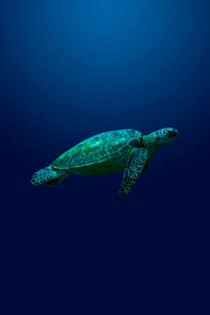 Turtle. A loggerhead turtle swimming upward against a blue background.の写真素材