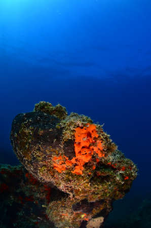 Underwater modeling. Reserve light, blue background.の写真素材