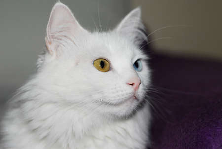 White fluffy Turkish Ankara (Angora) cat with different eye colors.の写真素材