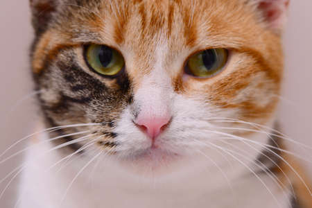 cute cat in orange and white colorの写真素材