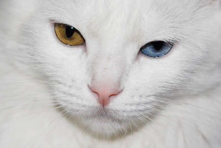 White fluffy Turkish Ankara (Angora) cat with different eye colors.の写真素材