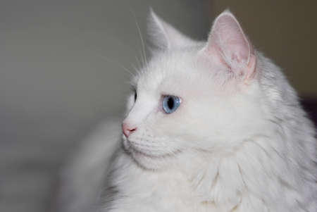 White fluffy Turkish Ankara (Angora) cat with different eye colors.の写真素材