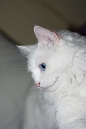 White fluffy Turkish Ankara (Angora) cat with different eye colors.の写真素材