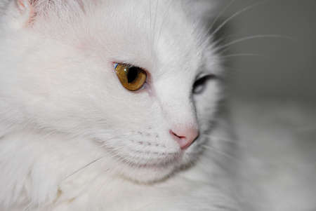 White fluffy Turkish Ankara (Angora) cat with different eye colors.の写真素材