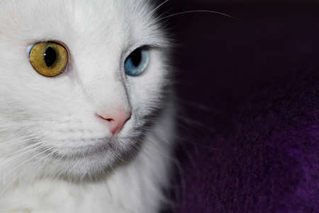 White fluffy Turkish Ankara (Angora) cat with different eye colors.の写真素材