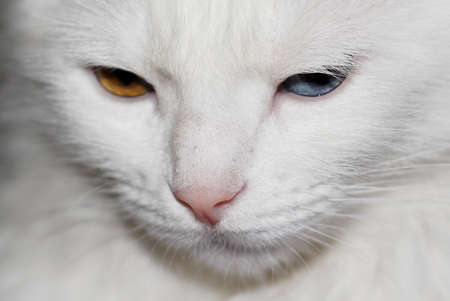 White fluffy Turkish Ankara (Angora) cat with different eye colors.の写真素材