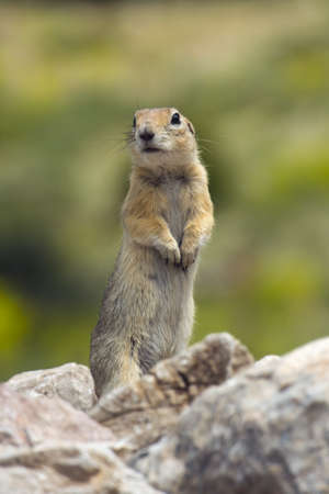 Ground Squirrel (Spermophilus citellus) Aladaglar National Park, Nigde Turkey.