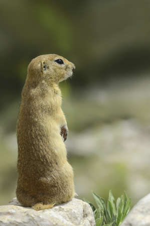 Ground Squirrel (Spermophilus citellus) Aladaglar National Park, Nigde Turkey.の写真素材
