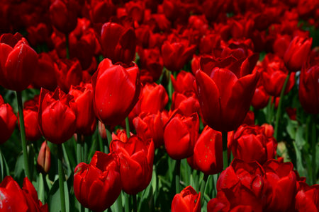 Tulips and colorful flowers.