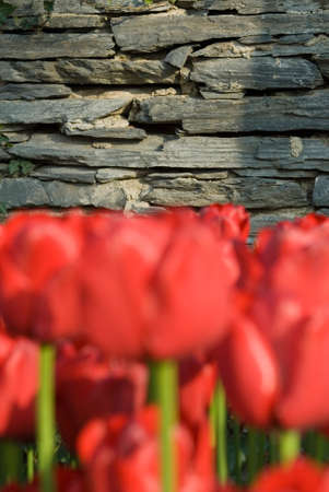 Tulips and colorful flowers.の写真素材