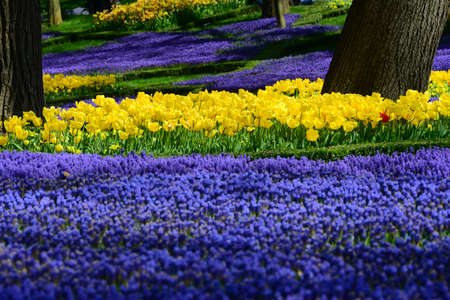 Tulips and colorful flowers.の写真素材